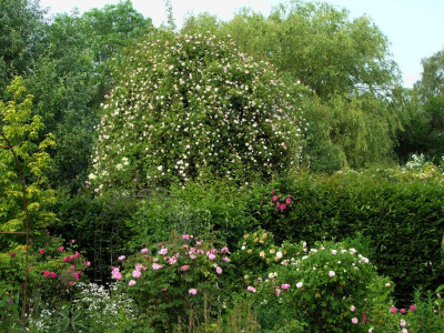 2021_0320JuniIrisRosen0051.jpg