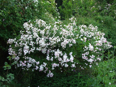 2021_0320JuniIrisRosen0248.JPG