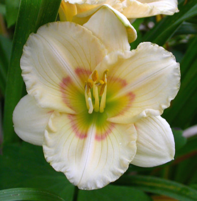 Hemerocallis_Siloam_Baby_Talk_2007.jpg