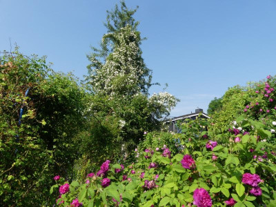 2021_0619RosenRitterspornJuni0452.JPG
