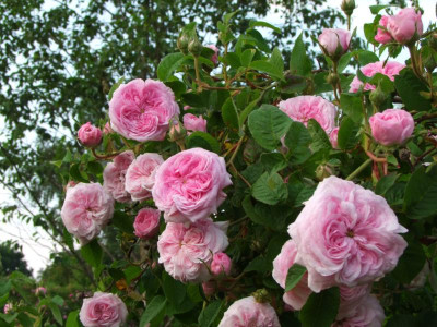 2021_0320JuniIrisRosen0219.JPG