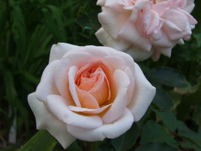 2021_0320JuniIrisRosen0060.JPG
