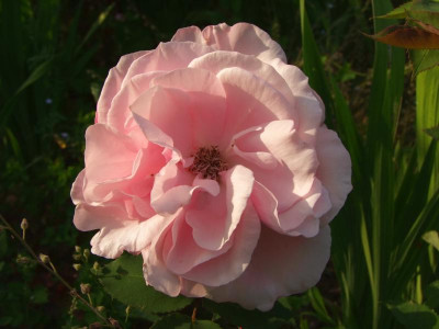 2021_0320JuniIrisRosen0075.jpg