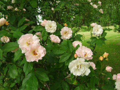 2021_0320JuniIrisRosen0166.JPG