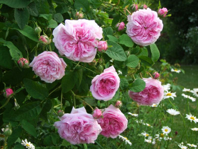 2021_0320JuniIrisRosen0243.JPG