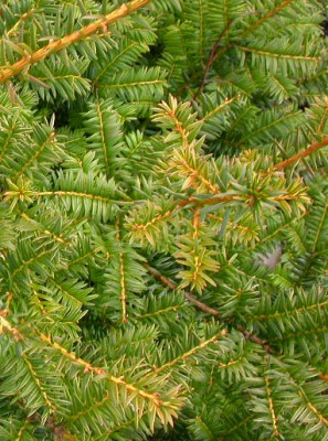 Gelblaubiger_Taxus.jpg