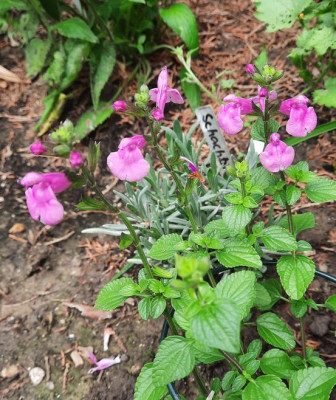 salvia greggii rosa.jpg