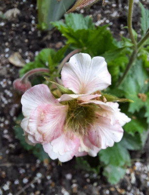 geum rosa.jpg