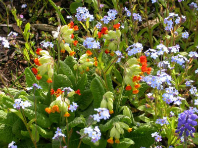 Primula_veris_Red_Strain_2006.jpg