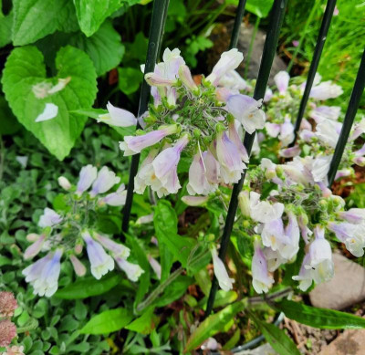 penstemon mini.jpg