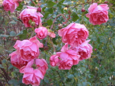 Letzte_Blueten_Herbst__2007____2.jpg