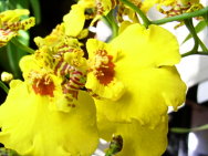 oncidium-sweet_sugar.jpg