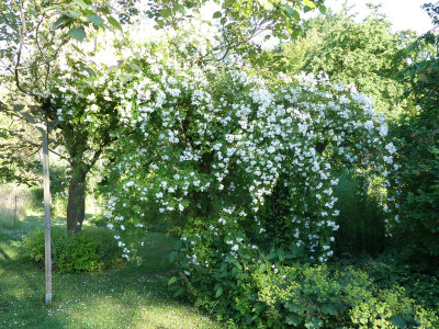 2021-06-21 Rosen 'Lykkefund' 2.jpg