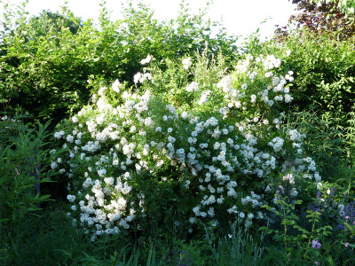 2021-06-21 Rosen 'Ghislaine de Feligonde' 1.jpg