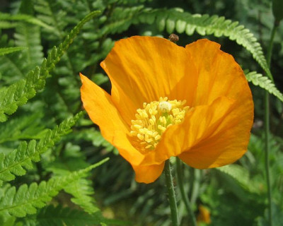 Meconopsis_cambrica_51193.jpg