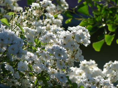 2021-06-21 Rosen 'Guirlande d'Amour' 1.jpg