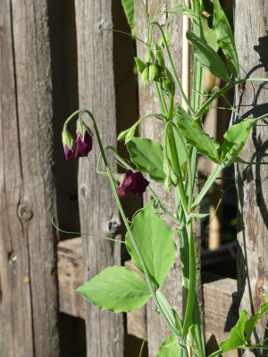 2021-06-21 Lathyrus odoratus 'Deep Purple' 1.jpg