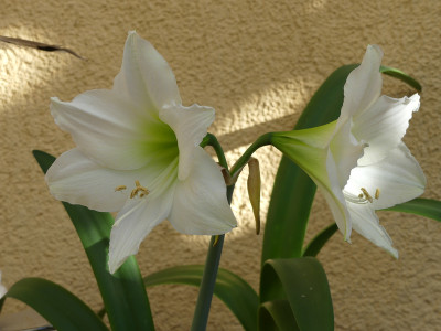2021-06-21 Hippeastrum 'Arctic White'.jpg