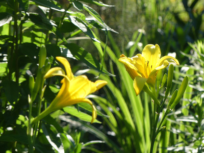 2021-06-21 Hemerocallis 'Notify Ground Crew' 1.jpg