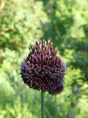 2021-06-21 Allium 'Forelock'.jpg