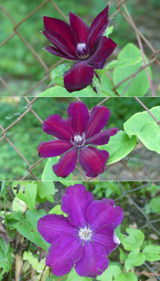 2021-06-21 Clematis 'Westerplatte' 5.jpg