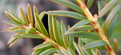 Taxus_Blatt_im_Herbst.jpg