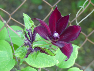 2021-06-21 Clematis 'Westerplatte' 4.jpg