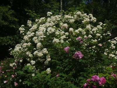 P1150219.JPG