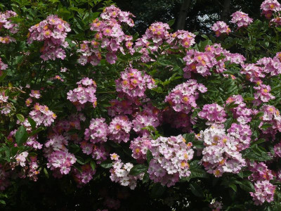 P1150217.JPG