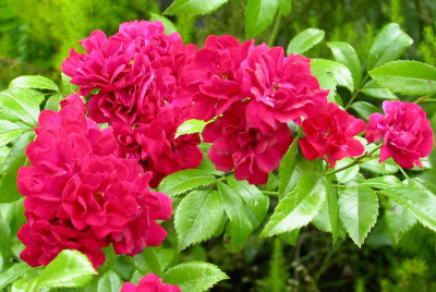 Rose_Red_Fairy.jpg