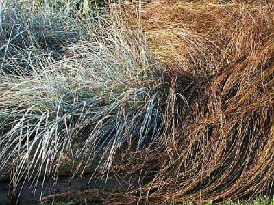 carex-buchannanii-51b.jpg