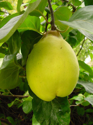quittenfrucht_25_09_04.jpg