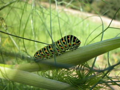 Fenchel.mit.Schwalbenschwanzraupe.jpg