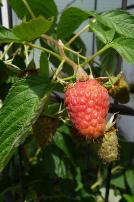 Himbeere.jpg