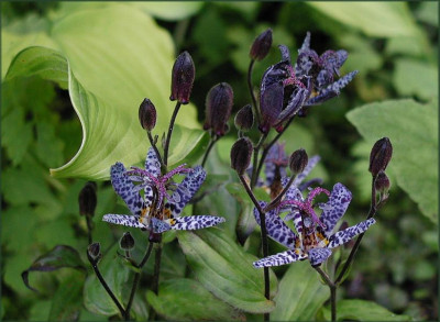 Tricyrtis_formosana_Dark_Form_Bu.JPG