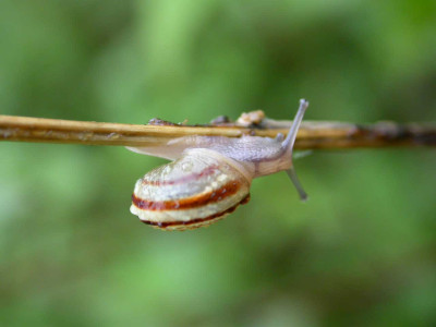 Schnecke_auf_Brennessel.jpg