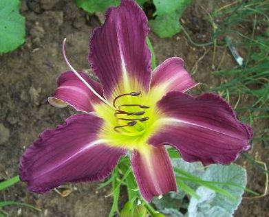 000_1178_violetter_Spider_vom_Hermanshof1.jpg