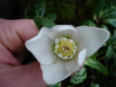 Helli_mit_geadertem_Blatt2.jpg