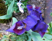 Iris-histrioides_1-Schwertlilie.JPG
