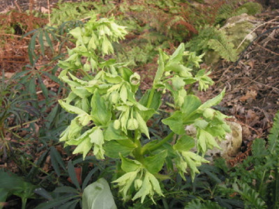 Nieswurz__bei_Hecke__Jan_08.jpg