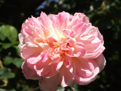 DSCF6563.JPG