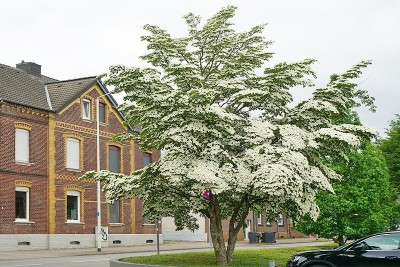 cornus_kaldenkirchen.jpg