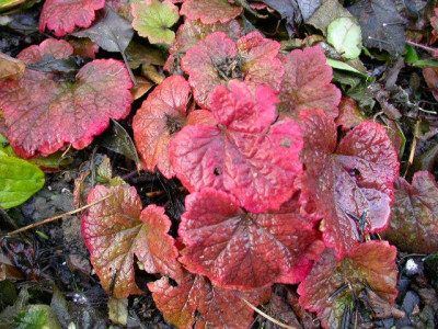 Tellima_Purpurteppich_2006.jpg