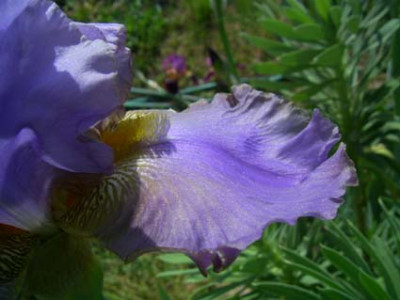 Ava_TB_Juhrs_Graublau_PIC_0081.JPG