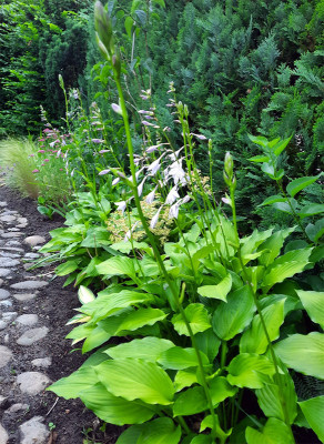 Hosta.jpg