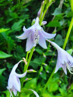 Hostablüten.jpg
