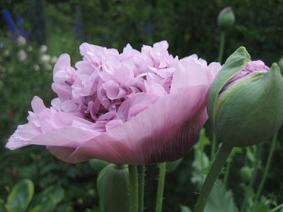 Pap._som._gef._lavendel_55013.jpg