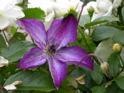 Venosa_violacea_in_Strauchrose_Trier.jpg