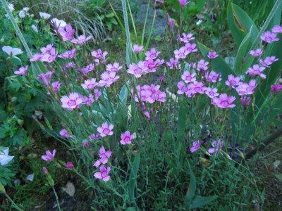DSCN9073.JPG