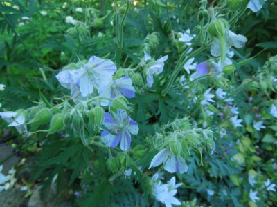 DSCN9070.JPG
